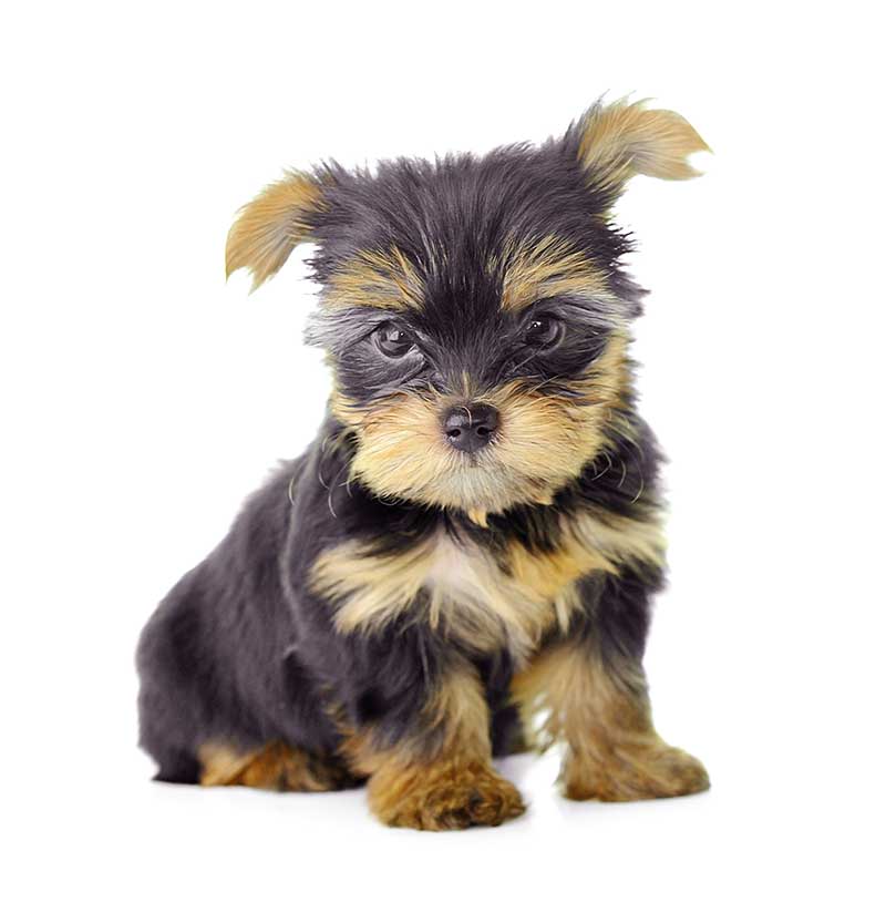 Toy Breeds for Sale - Bark Avenue Puppies