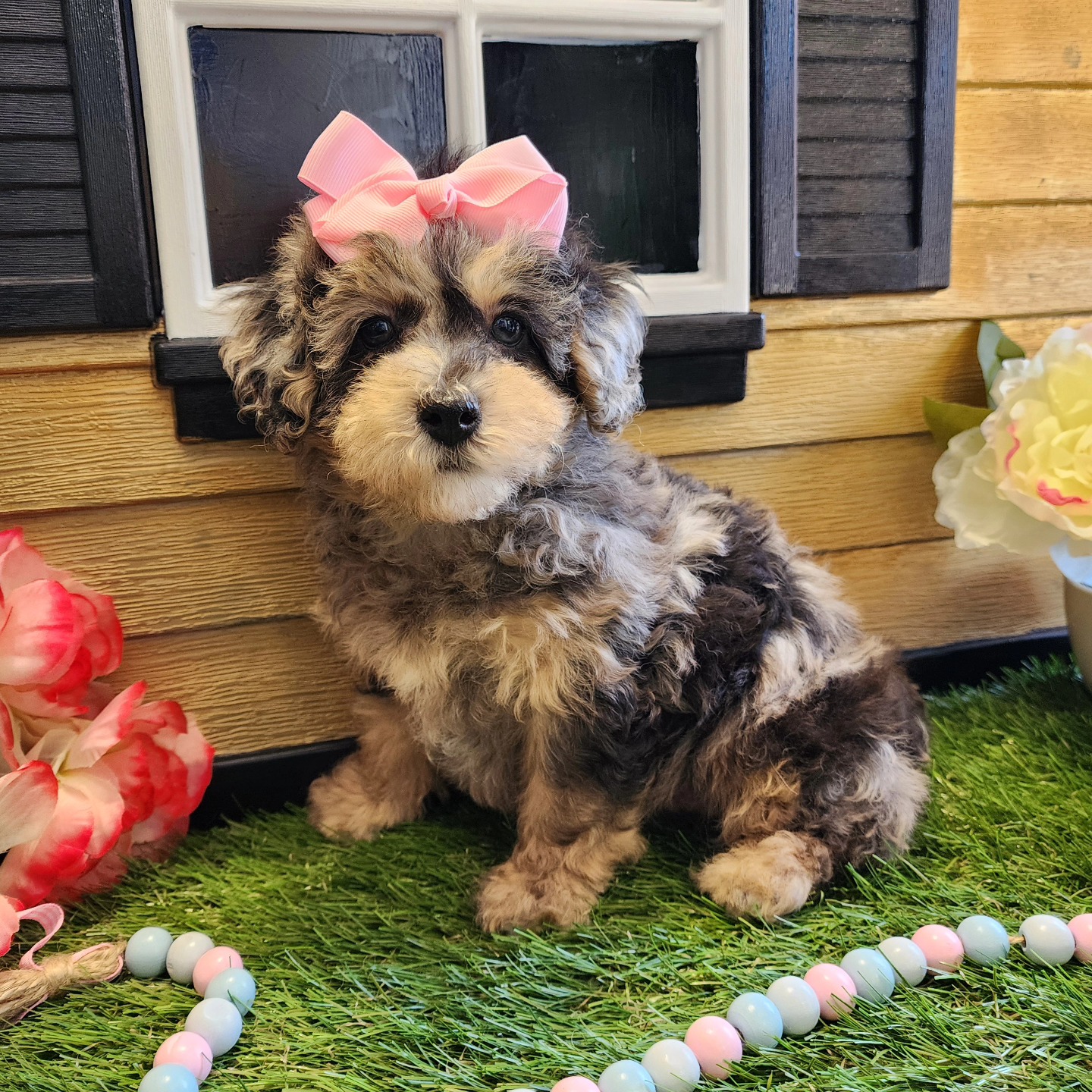 Mini Poodle – Female Puppy