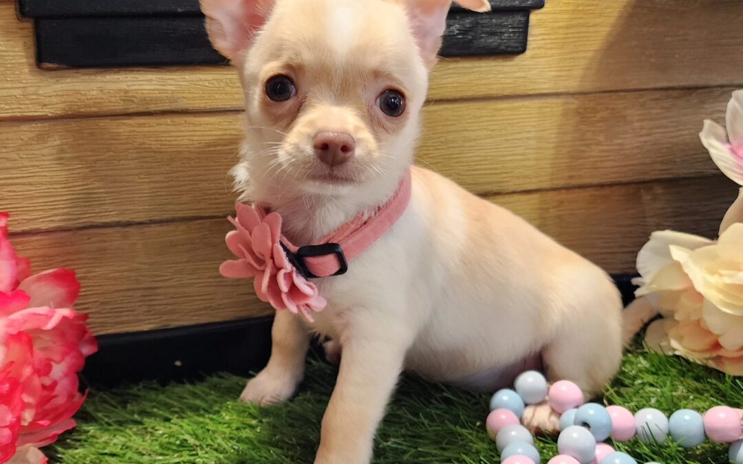 Chihuahua – Female Puppy