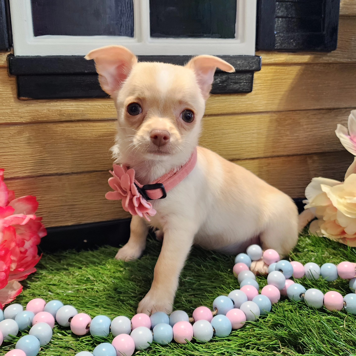Chihuahua – Female Puppy